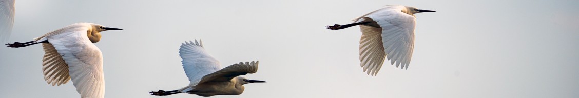 Intern Private Equity (m|f|x) Hero Image